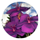 DAROUND 025 Purple Roadsidea